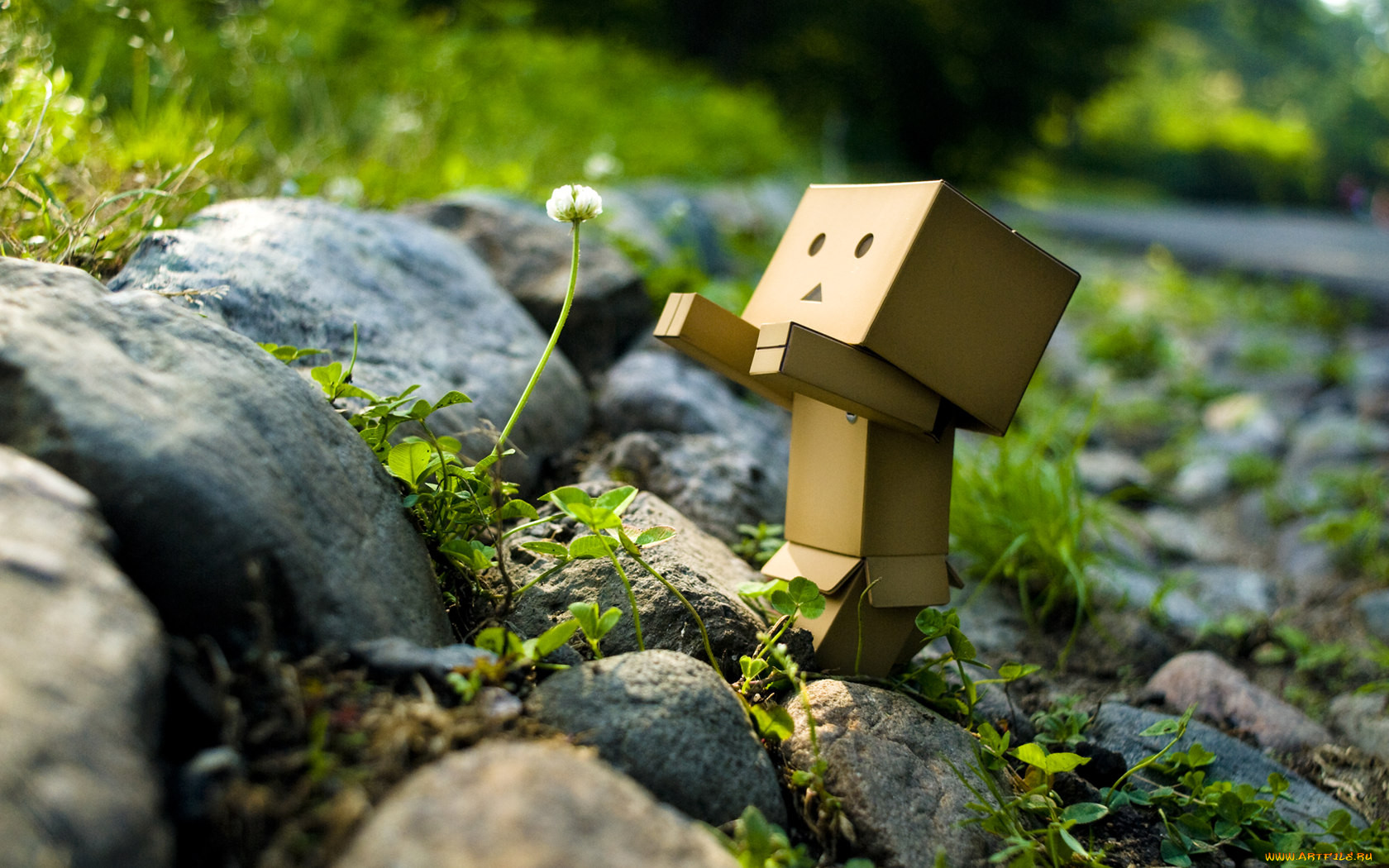 , , danboard